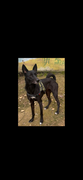Belçika Malinois, Köpek  Punto fotoğrafı