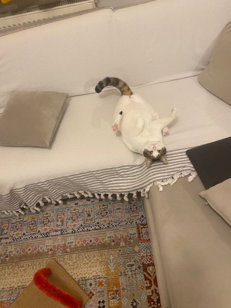 Tekir Kedi, Kedi  Sütlü fotoğrafı