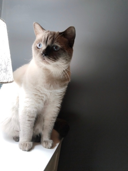 British Shorthair, Kedi  Orka fotoğrafı