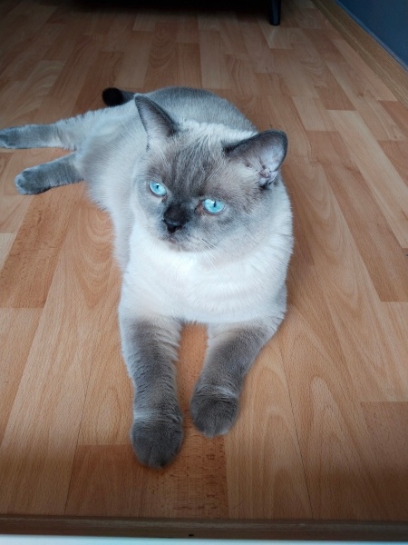 British Shorthair, Kedi  Orka fotoğrafı