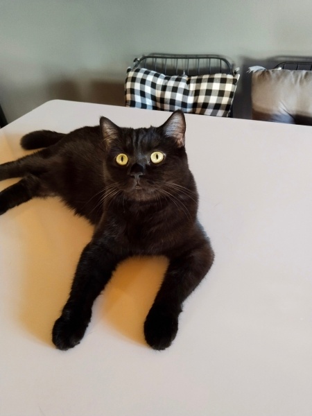 British Shorthair, Kedi  Biscay fotoğrafı