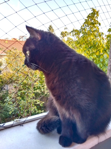 British Shorthair, Kedi  Biscay fotoğrafı