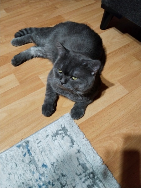 British Shorthair, Kedi  Odessa fotoğrafı