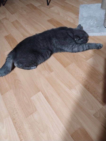 British Shorthair, Kedi  Odessa fotoğrafı