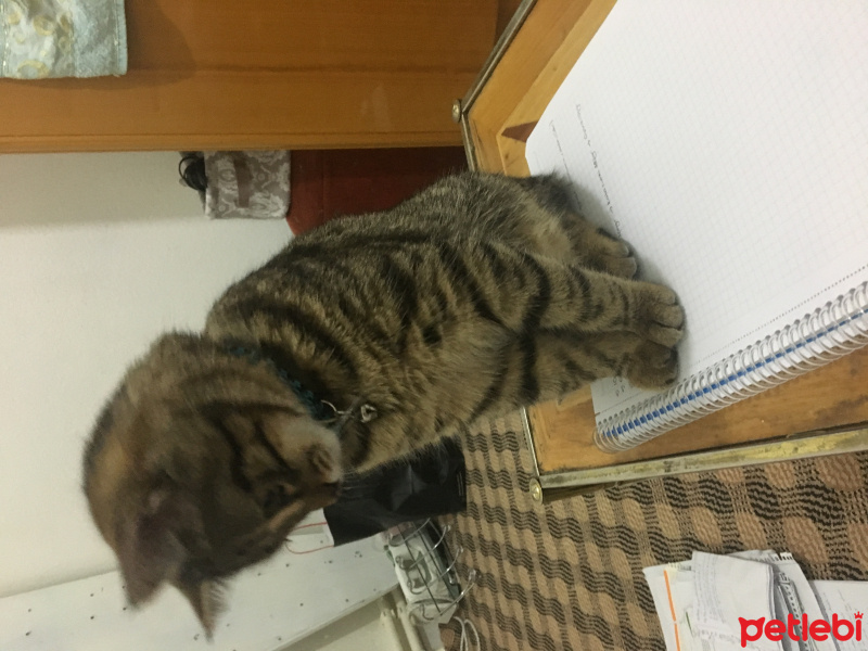 Tekir Kedi, Kedi  Müdüç fotoğrafı