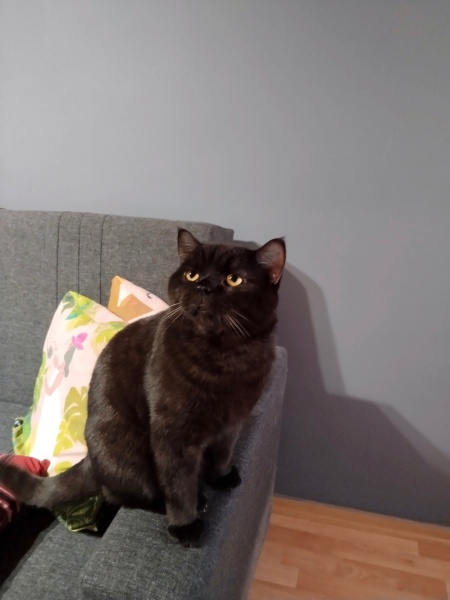 British Shorthair, Kedi  Aviles fotoğrafı