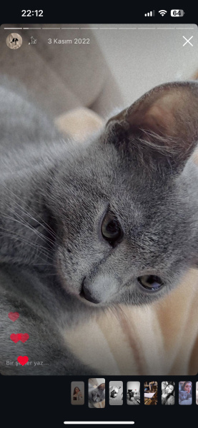 British Shorthair, Kedi  Alex fotoğrafı