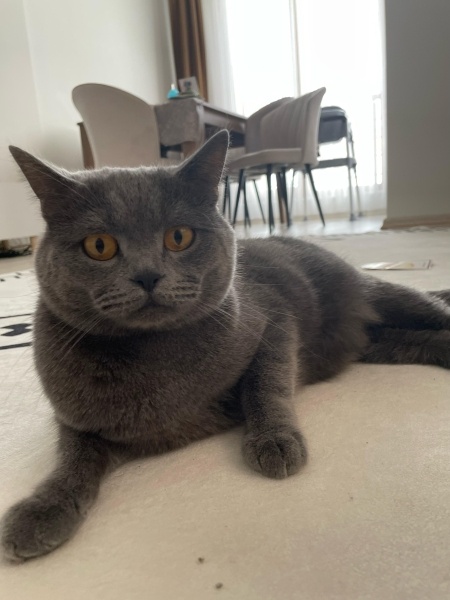Brazilian Shorthair, Kedi  TOSİ fotoğrafı