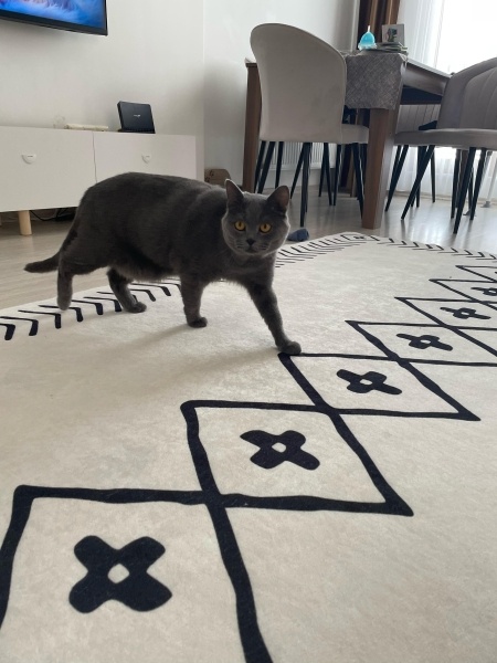 Brazilian Shorthair, Kedi  TOSİ fotoğrafı
