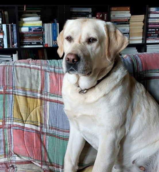 Labrador Retriever, Köpek  Tarçın fotoğrafı