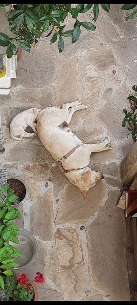 Labrador Retriever, Köpek  Tarçın fotoğrafı