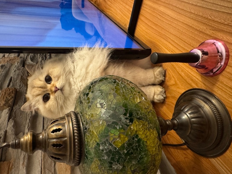 Scottish Fold, Kedi  Leydi fotoğrafı
