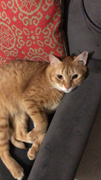 Sarman, Kedi  Cumali fotoğrafı