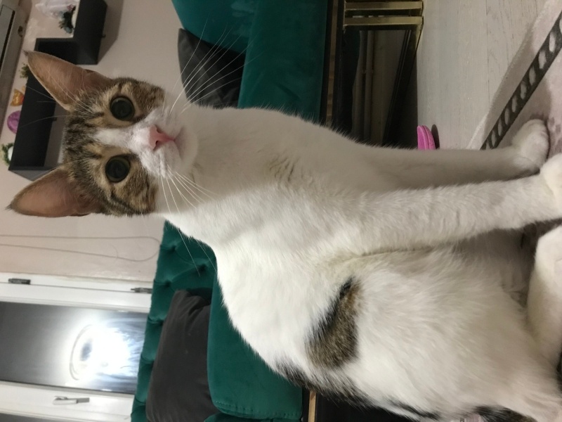 Tekir Kedi, Kedi  Nazlı fotoğrafı