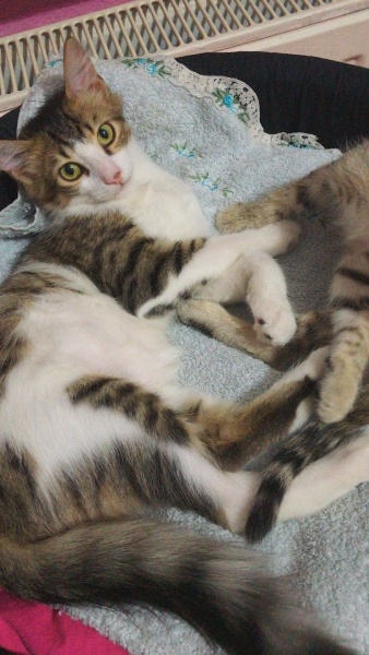 Tekir Kedi, Kedi  Zülbiye fotoğrafı