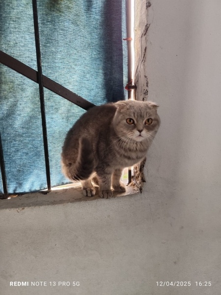 Scottish Fold, Kedi  Paşa fotoğrafı