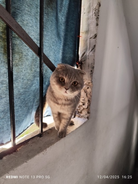 Scottish Fold, Kedi  Paşa fotoğrafı