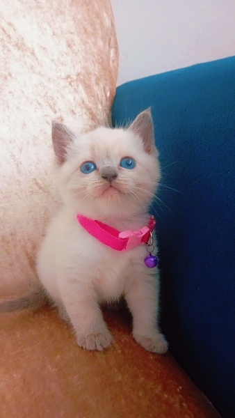 British Shorthair, Kedi  Bıcır fotoğrafı
