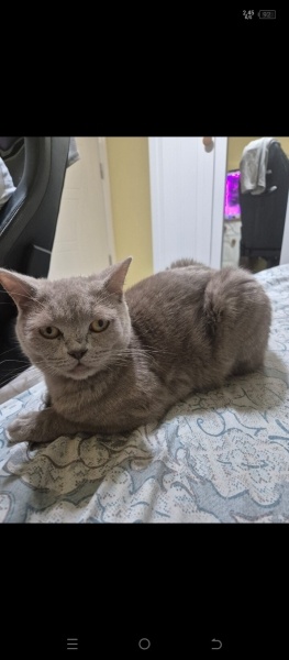 British Shorthair, Kedi  Şila fotoğrafı