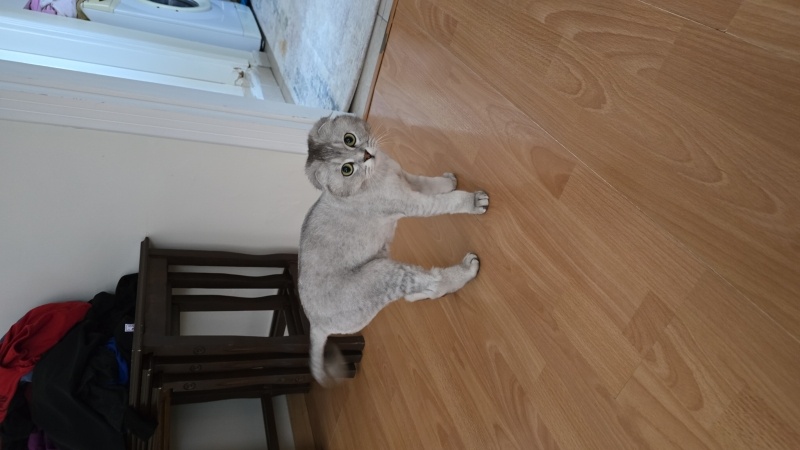 Scottish Fold, Kedi  Luna fotoğrafı