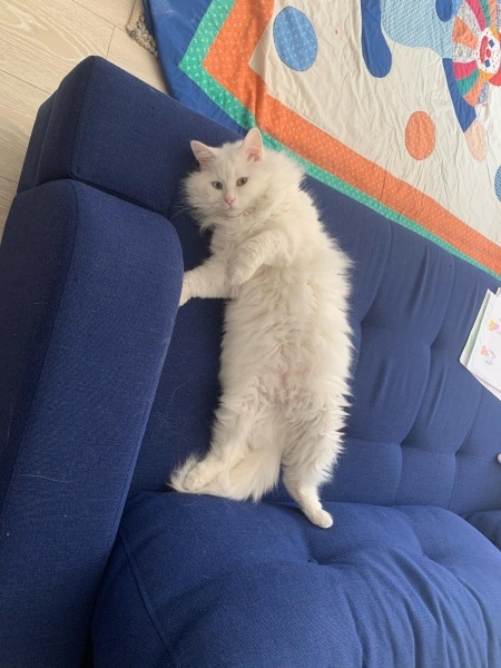 Ankara Kedisi, Kedi  Mırnav fotoğrafı