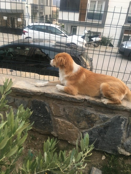 Border Collie, Köpek  Mia fotoğrafı