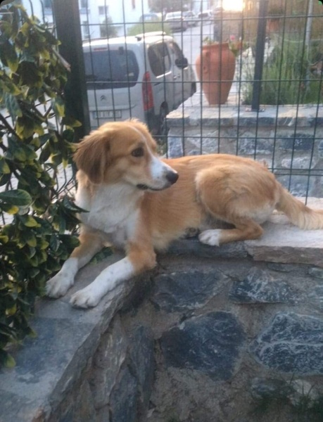 Border Collie, Köpek  Mia fotoğrafı