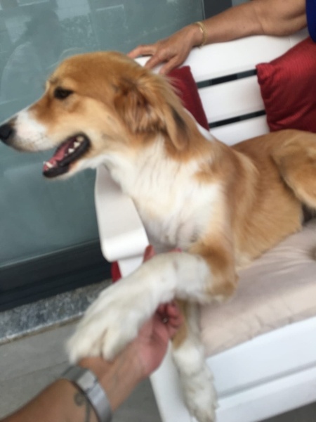 Border Collie, Köpek  Mia fotoğrafı