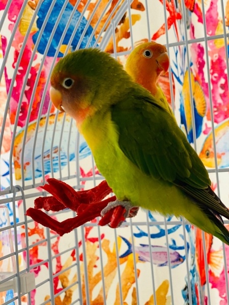Papağan, Kuş  Luky fotoğrafı