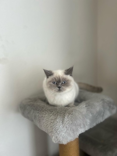British Shorthair, Kedi  Pamuk fotoğrafı