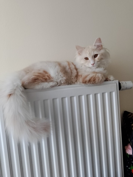 İran Kedisi (Persian), Kedi  Sütlaç fotoğrafı