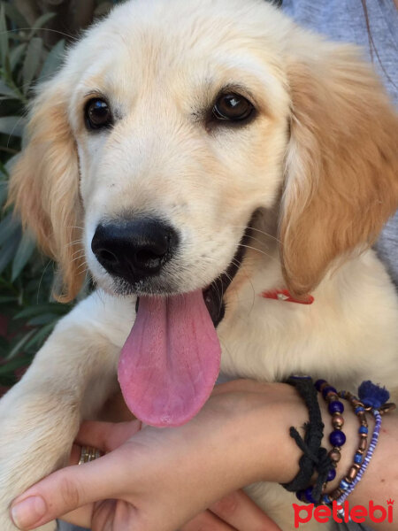 Golden Retriever, Köpek  mişa fotoğrafı