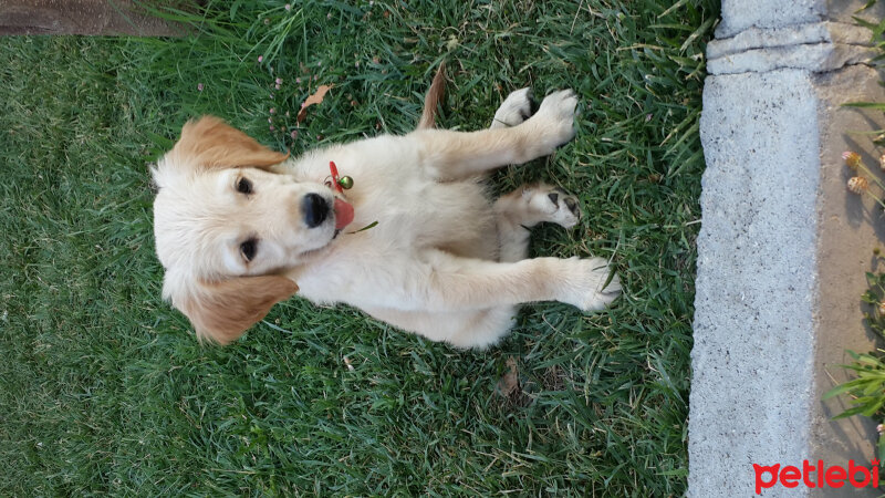 Golden Retriever, Köpek  mişa fotoğrafı