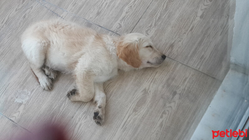 Golden Retriever, Köpek  mişa fotoğrafı