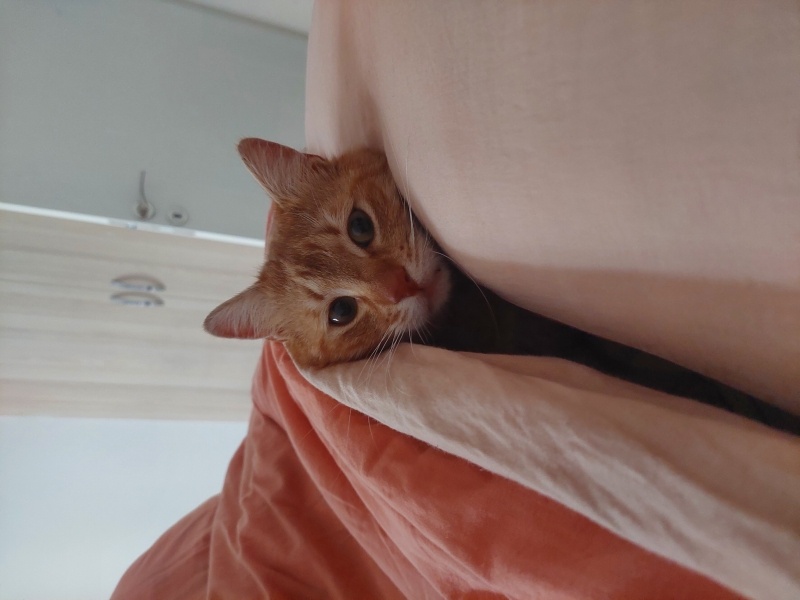 Sarman, Kedi  Patso fotoğrafı