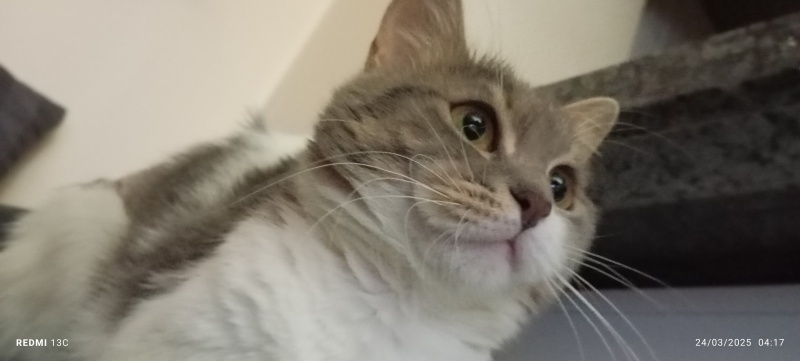 American Shorthair, Kedi  Şaşkın fotoğrafı