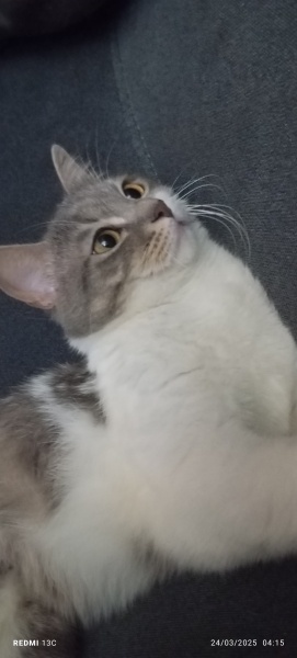 American Shorthair, Kedi  Şaşkın fotoğrafı