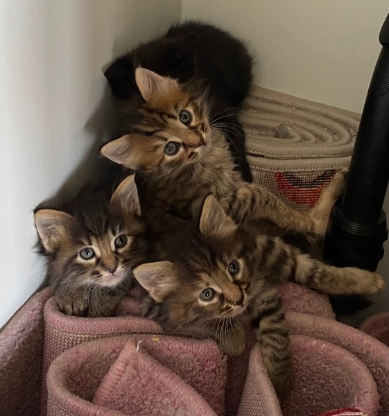 Tekir Kedi, Kedi  Ponçikler fotoğrafı