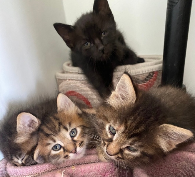 Tekir Kedi, Kedi  Ponçikler fotoğrafı