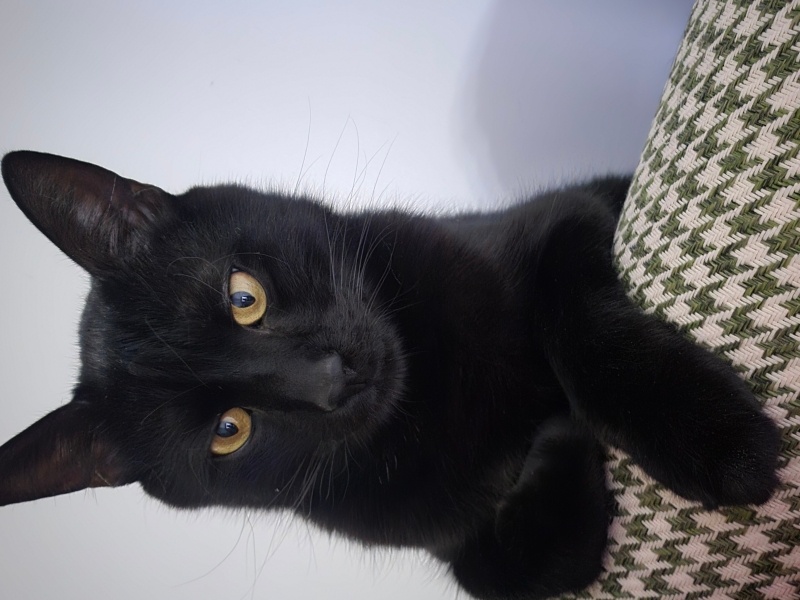 Bombay, Kedi  Dobby fotoğrafı
