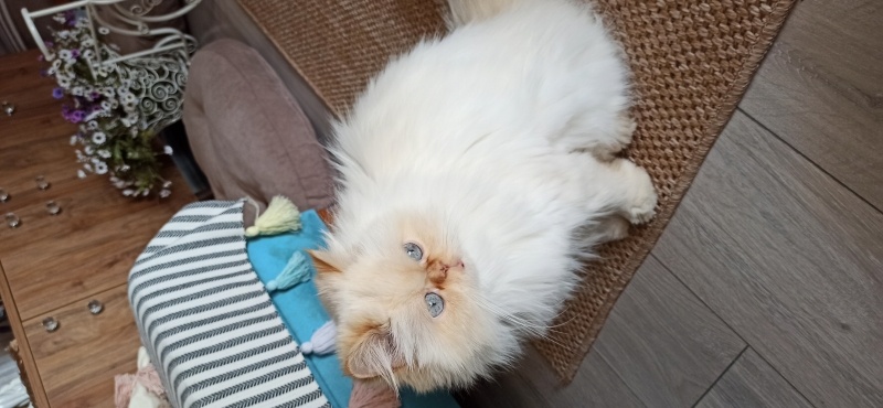 İran Kedisi (Persian), Kedi  Nisan fotoğrafı