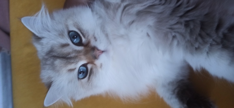 İran Kedisi (Persian), Kedi  Nisan fotoğrafı