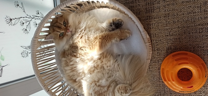 İran Kedisi (Persian), Kedi  Nisan fotoğrafı