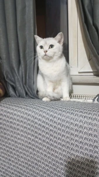 British Shorthair, Kedi  Maya fotoğrafı