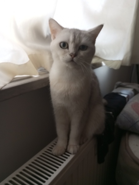 British Shorthair, Kedi  Maya fotoğrafı
