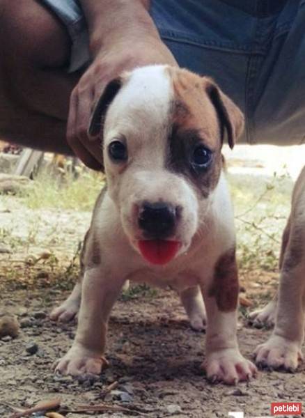 Amerikan Pitbull Terrier, Köpek  Rex fotoğrafı