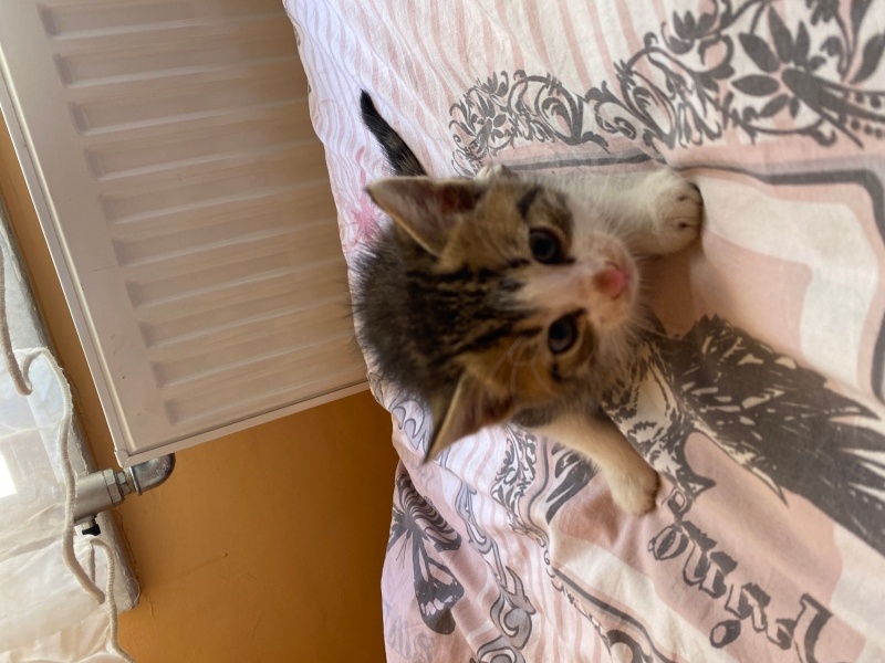 Tekir Kedi, Kedi  2 sevimli kardeş fotoğrafı