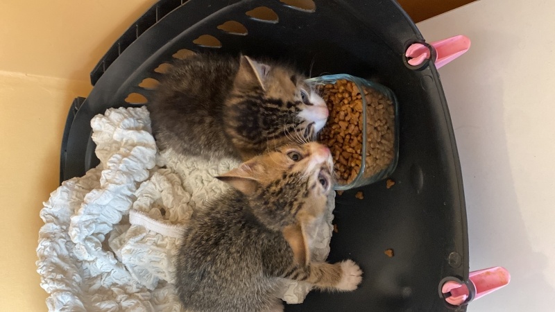 Tekir Kedi, Kedi  2 sevimli kardeş fotoğrafı