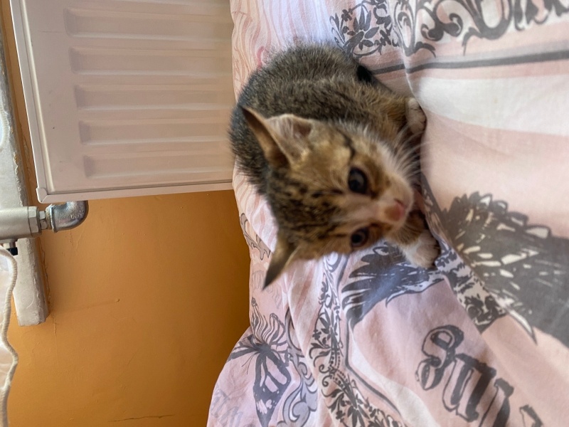 Tekir Kedi, Kedi  2 sevimli kardeş fotoğrafı