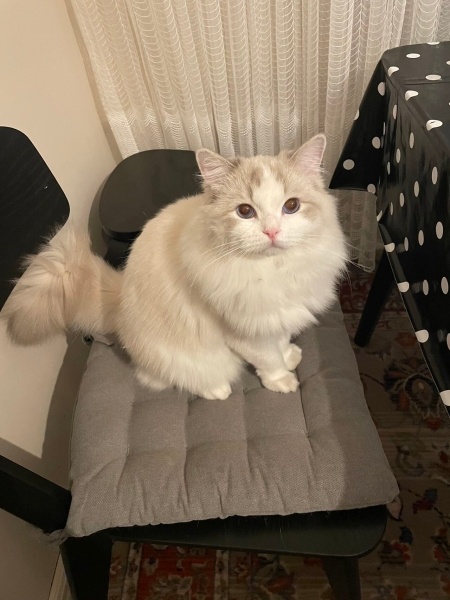 Ragdoll, Kedi  Leo fotoğrafı